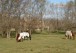 Santiago Obarrio - El Argentino Farm Club Chacra 70 F